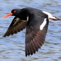 Haematopus longirostris (Australian Pied Oystercatcher) at Wallagoot, NSW - 26 Dec 2022 by KylieWaldon