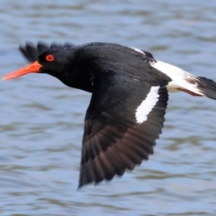 Haematopus longirostris at Wallagoot, NSW - suppressed