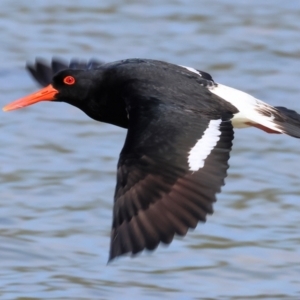 Haematopus longirostris at Wallagoot, NSW - 26 Dec 2022