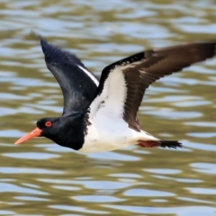 Haematopus longirostris at Wallagoot, NSW - 26 Dec 2022