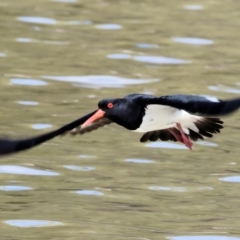 Haematopus longirostris at Wallagoot, NSW - 26 Dec 2022