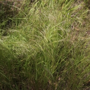 Lachnagrostis filiformis at Gundaroo, NSW - 17 Dec 2022 02:01 PM