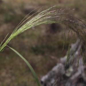 Lachnagrostis filiformis at Gundaroo, NSW - 17 Dec 2022 02:01 PM