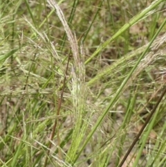 Lachnagrostis filiformis at Gundaroo, NSW - 17 Dec 2022