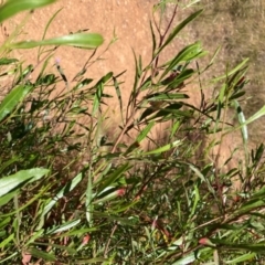 Dodonaea viscosa subsp. spatulata (Broad-leaved Hop Bush) at Mount Majura - 24 Dec 2022 by waltraud