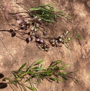 Dodonaea viscosa subsp. spatulata at Hackett, ACT - 24 Dec 2022 02:03 PM