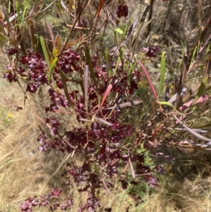 Dodonaea viscosa subsp. angustissima at Hackett, ACT - 24 Dec 2022