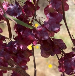 Dodonaea viscosa subsp. angustissima at Hackett, ACT - 24 Dec 2022