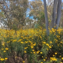 Xerochrysum viscosum (Sticky Everlasting) at Mount Ainslie - 24 Dec 2022 by waltraud