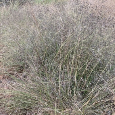 Eragrostis curvula (African Lovegrass) at Hackett, ACT - 15 Dec 2022 by waltraud