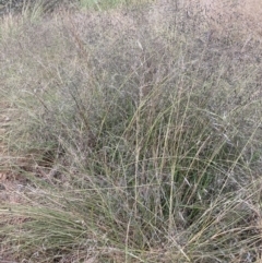 Eragrostis curvula (African Lovegrass) at Hackett, ACT - 15 Dec 2022 by waltraud