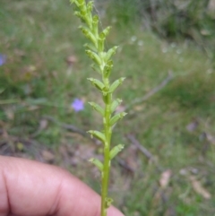 Microtis unifolia (Common Onion Orchid) at MTR591 at Gundaroo - 15 Dec 2022 by MaartjeSevenster