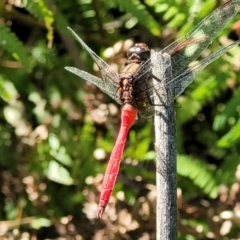 Unidentified Dragonfly (Anisoptera) at Nambucca Heads, NSW - 26 Dec 2022 by trevorpreston