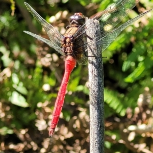 Orthetrum villosovittatum at Nambucca Heads, NSW - 26 Dec 2022 04:06 PM