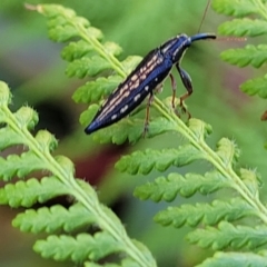 Rhinotia hemisticta (A belid weevil) at Nambucca Heads, NSW - 26 Dec 2022 by trevorpreston