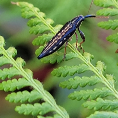 Rhinotia hemisticta (A belid weevil) at Nambucca Heads, NSW - 26 Dec 2022 by trevorpreston