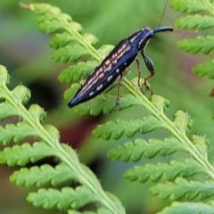 Unidentified Beetle (Coleoptera) (TBC) at suppressed - 26 Dec 2022 by trevorpreston