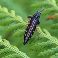 Rhinotia hemisticta at Nambucca Heads, NSW - 26 Dec 2022