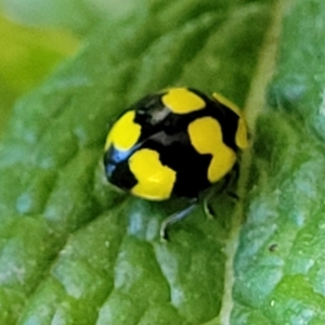 Illeis galbula (Fungus-eating Ladybird) at Nambucca Heads, NSW by trevorpreston