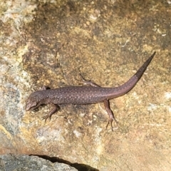 Saproscincus sp. (Shade Skinks) at Dorrigo National Park - 26 Dec 2022 by trevorpreston