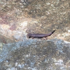 Saproscincus sp. at suppressed - suppressed