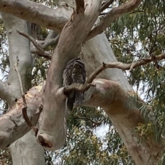 Podargus strigoides (Tawny Frogmouth) at Tatachilla, SA - 12 Nov 2022 by Sam_