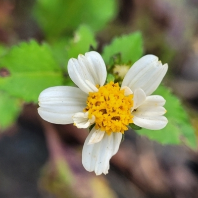 Bidens pilosa (Cobbler's Pegs, Farmer's Friend) at Thora, NSW - 26 Dec 2022 by trevorpreston