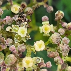 Causonis clematidea (Slender Grape) at Thora, NSW - 26 Dec 2022 by trevorpreston