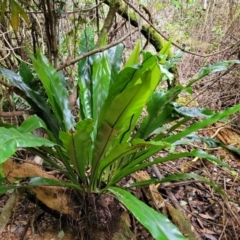 Asplenium australasicum (Bird's Nest Fern, Crow's Nest Fern) at Dorrigo Mountain, NSW - 26 Dec 2022 by trevorpreston