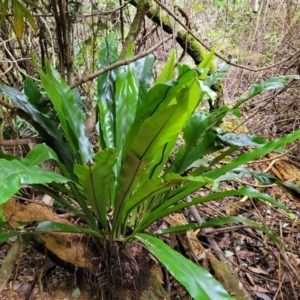 Asplenium australasicum at Dorrigo Mountain, NSW - 26 Dec 2022