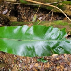 Asplenium australasicum at Dorrigo Mountain, NSW - suppressed