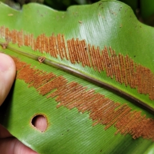 Asplenium australasicum at Dorrigo Mountain, NSW - suppressed