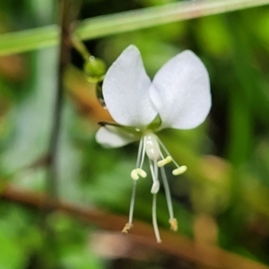 Tradescantia fluminensis at Dorrigo Mountain, NSW - 26 Dec 2022