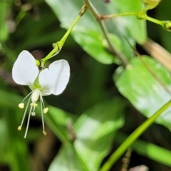 Tradescantia fluminensis at Dorrigo Mountain, NSW - 26 Dec 2022 12:36 PM