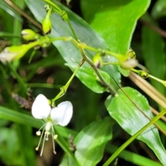 Tradescantia fluminensis at Dorrigo Mountain, NSW - 26 Dec 2022 12:36 PM