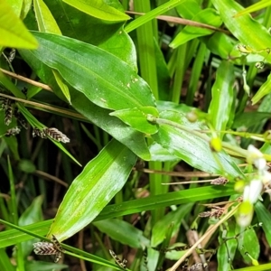 Tradescantia fluminensis at Dorrigo Mountain, NSW - 26 Dec 2022