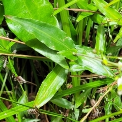 Tradescantia fluminensis at Dorrigo Mountain, NSW - 26 Dec 2022