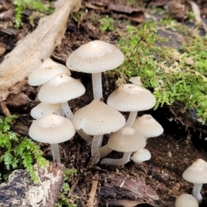 Filoboletus manipularis at Dorrigo Mountain, NSW - 26 Dec 2022