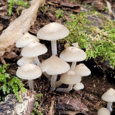 Unidentified Cap on a stem; pores below cap [boletes & stemmed polypores] at Dorrigo National Park - 26 Dec 2022 by trevorpreston