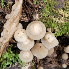 Filoboletus manipularis at Dorrigo Mountain, NSW - 26 Dec 2022