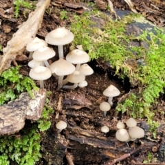 Filoboletus manipularis at Dorrigo Mountain, NSW - 26 Dec 2022