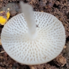 Filoboletus manipularis at Dorrigo Mountain, NSW - 26 Dec 2022