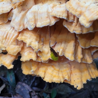 Unidentified Underside smooth or wrinkled/roughened <Stereum etc> at Dorrigo National Park - 26 Dec 2022 by trevorpreston