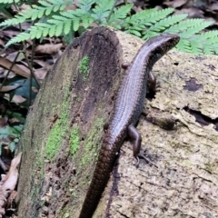 Silvascincus murrayi (Murray's Skink) at Dorrigo National Park - 26 Dec 2022 by trevorpreston