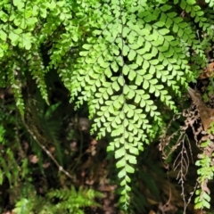 Adiantum formosum (Black Stem, Black-stem Maidenhair) at Dorrigo National Park - 26 Dec 2022 by trevorpreston