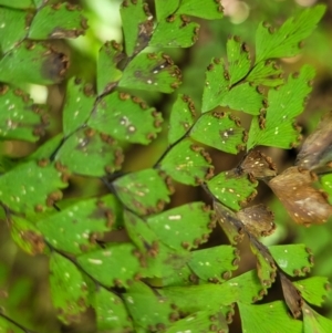 Adiantum formosum at Dorrigo Mountain, NSW - 26 Dec 2022