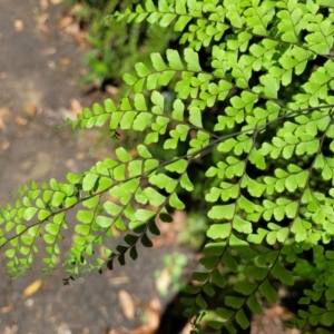 Adiantum formosum at Dorrigo Mountain, NSW - 26 Dec 2022 12:18 PM