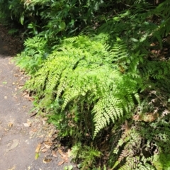 Adiantum formosum at Dorrigo Mountain, NSW - 26 Dec 2022