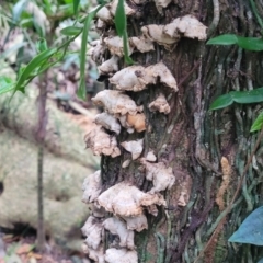 Unidentified Underside smooth or wrinkled/roughened <Stereum etc> at Dorrigo National Park - 26 Dec 2022 by trevorpreston