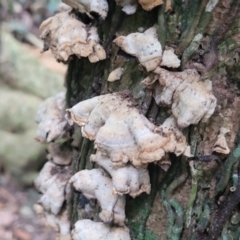 Stereum sp. at Dorrigo Mountain, NSW - 26 Dec 2022